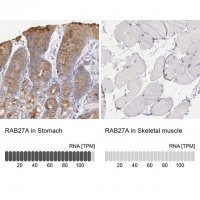 Anti-RAB27A antibody produced in rabbit HPA001333-100UL