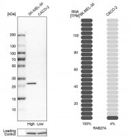 Anti-RAB27A antibody produced in rabbit HPA001333-100UL