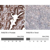 Anti-RAB27B antibody produced in rabbit 