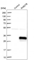 Anti-RAB27B antibody produced in rabbit 