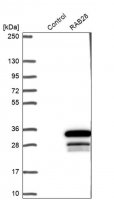 Anti-RAB28 antibody produced in rabbit HPA044575-100UL
