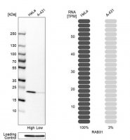 Anti-RAB31 antibody produced in rabbit