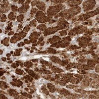 Anti-RAB32 antibody produced in rabbit 