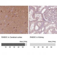 Anti-RAB3C antibody produced in rabbit