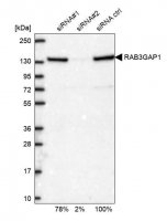 Anti-RAB3GAP1 antibody produced in rabbit 