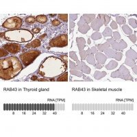 Anti-RAB43 antibody produced in rabbit