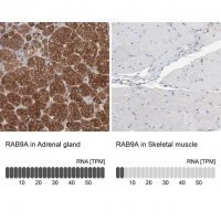 Anti-RAB9A antibody produced in rabbit 