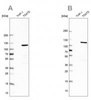 Anti-RABEP1 antibody produced in rabbit 