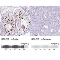 Anti-RACGAP1 antibody produced in rabbit HPA043912-100UL