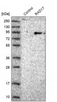 Anti-RAD17 antibody produced in rabbit 