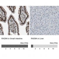 Anti-RAD9A antibody produced in rabbit 