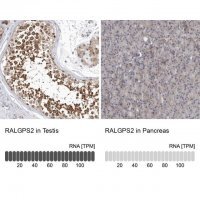 Anti-RALGPS2 antibody produced in rabbit HPA028328-100UL