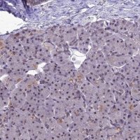 Anti-RANBP3 antibody produced in rabbit 