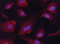 Anti-RanGAP1 (C-terminal) antibody produced in rabbit