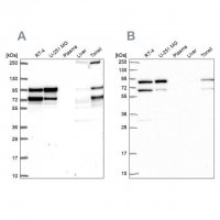 Anti-RANGAP1 antibody produced in rabbit 