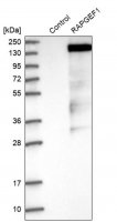 Anti-RAPGEF1 antibody produced in rabbit 