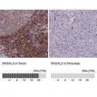 Anti-RASAL3 antibody produced in rabbit 