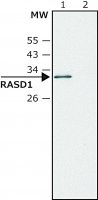 Anti-RASD1 SAB4200487-200UL