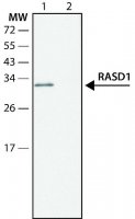 Anti-RASD1 SAB4200487-200UL