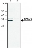 Anti-RASD1 (C-terminal) antibody produced in rabbit SAB4200488-200UL