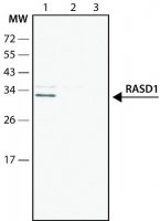 Anti-RASD1 (C-terminal) antibody produced in rabbit SAB4200488-200UL