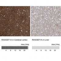 Anti-RASGEF1A antibody produced in rabbit 