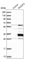 Anti-RASSF3 antibody produced in rabbit 