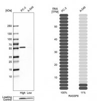 Anti-RASSF8 antibody produced in rabbit 