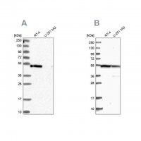 Anti-RASSF9 antibody produced in rabbit