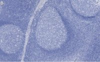 Anti-Rb Antibody, clone 2M15 ZooMAb� Rabbit Monoclonal 