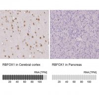 Anti-RBFOX1 antibody produced in rabbit 
