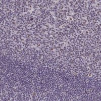 Anti-RBM12 antibody produced in rabbit