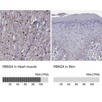 Anti-RBM24 antibody produced in rabbit