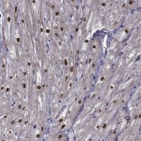 Anti-RBM24 antibody produced in rabbit