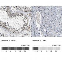 Anti-RBM28 antibody produced in rabbit
