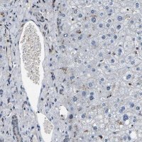 Anti-RBM28 antibody produced in rabbit