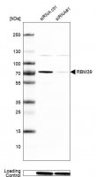Anti-RBM39 antibody produced in rabbit HPA001591-100UL