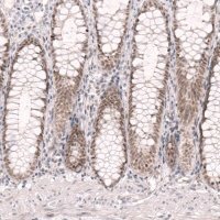 Anti-RBM7 antibody produced in rabbit