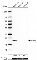 Anti-RBM8A antibody produced in rabbit