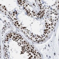Anti-RBM8A antibody produced in rabbit