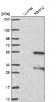 Anti-RBMS2 antibody produced in rabbit 