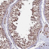 Anti-RBMS2 antibody produced in rabbit 