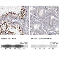 Anti-RBMXL2 antibody produced in rabbit 