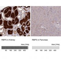 Anti-RBP5 antibody produced in rabbit 