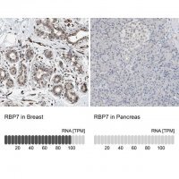 Anti-RBP7 antibody produced in rabbit
