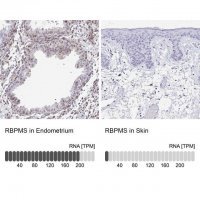 Anti-RBPMS antibody produced in rabbit 