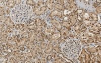 Anti-RBPMS Antibody, clone 1E16 ZooMAb� Rabbit Monoclonal 