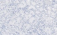 Anti-RBPMS Antibody, clone 1E16 ZooMAb� Rabbit Monoclonal 