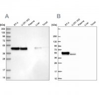 Anti-RCN1 antibody produced in rabbit 