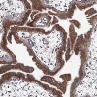 Anti-RCN1 antibody produced in rabbit 